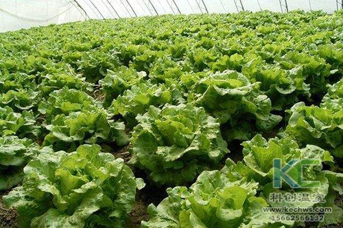 無(wú)土栽培，無(wú)土栽培技術(shù)，無(wú)土栽培設(shè)備