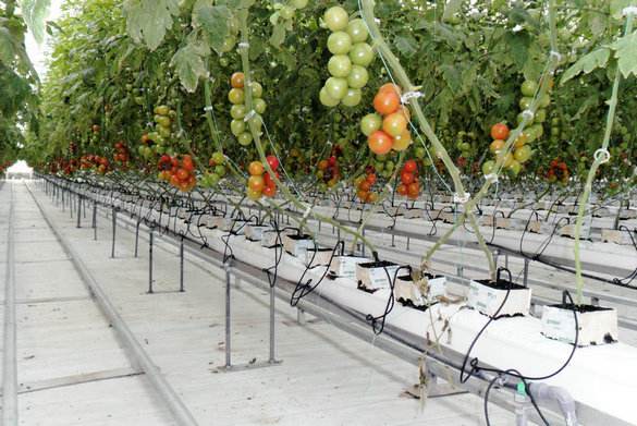 無土栽培，無土栽培技術，無土栽培設備