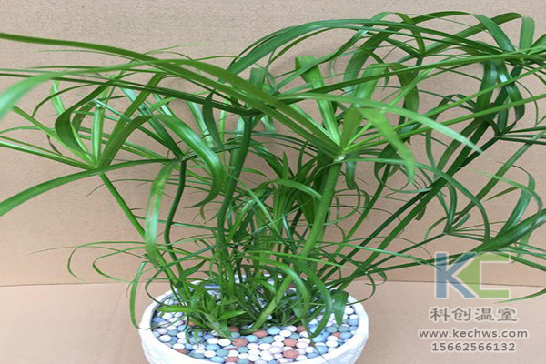 無土栽培,無土栽培技術,無土栽培設備