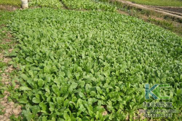 無土栽培，無土栽培技術，無土栽培設備