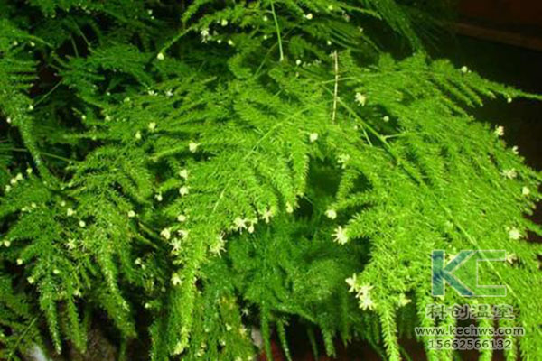 無土栽培，無土栽培技術，無土栽培設備