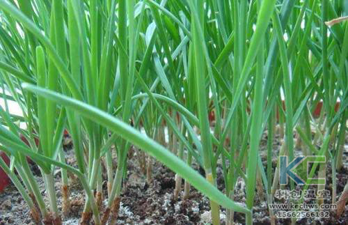 無土栽培，無土栽培技術，無土栽培設備