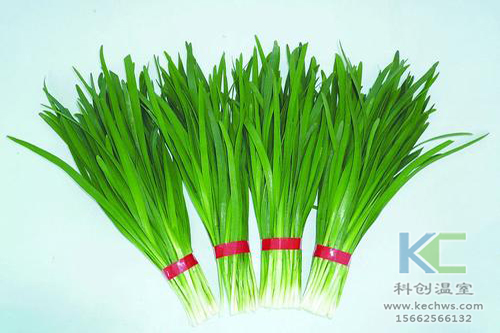 無土栽培，無土栽培技術，無土栽培設備