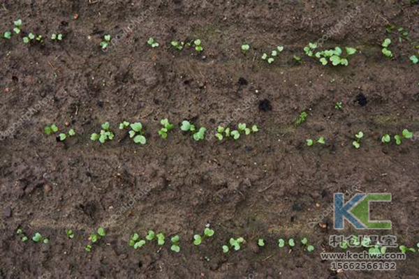 無土栽培，無土栽培技術，無土栽培設備