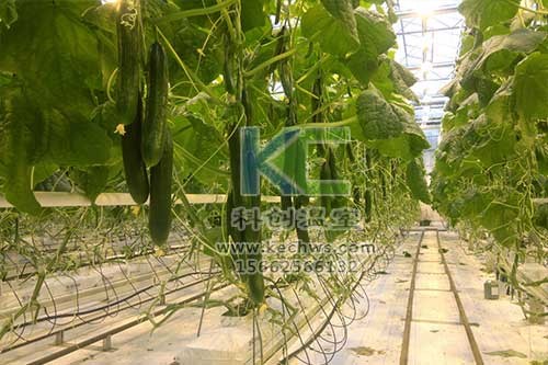 無土栽培，無土栽培技術，無土栽培設備
