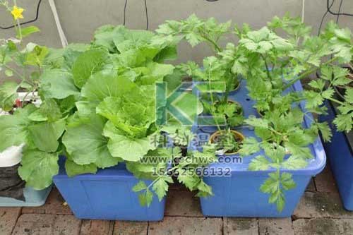 無(wú)土栽培，無(wú)土栽培技術(shù)，無(wú)土栽培設(shè)備