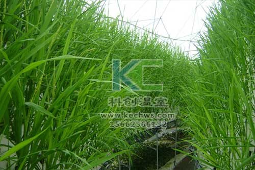 無土栽培，無土栽培技術，無土栽培設備