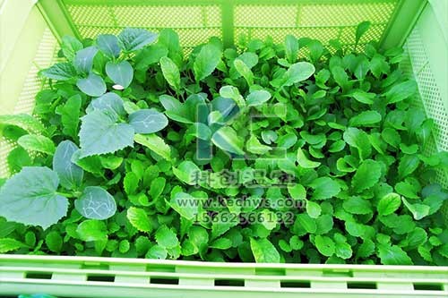 無土栽培，無土栽培技術(shù)，無土栽培設(shè)備